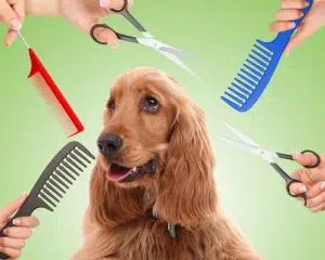 Dog Grooming Greenville SC